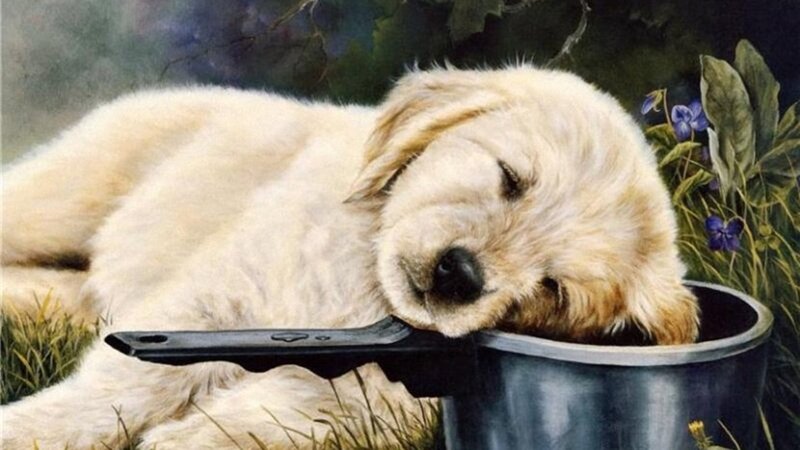 Golden Retriever Puppy — White, Peaceful, Painting