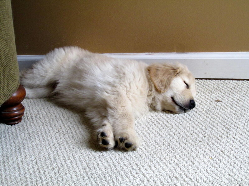 Golden Retriever Puppy — White, Peaceful, Photograph, Carpet