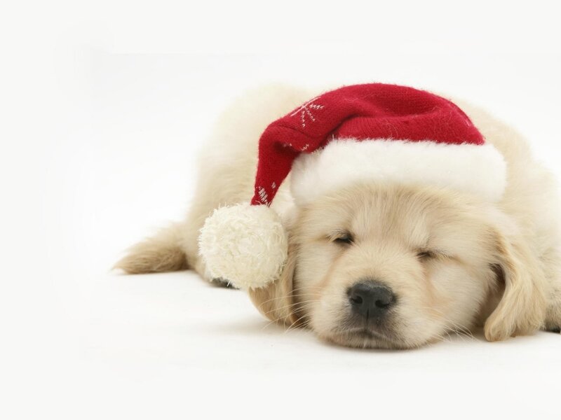 Golden Retriever Puppy — White, Peaceful, Photograph, Santa Hat, White Background