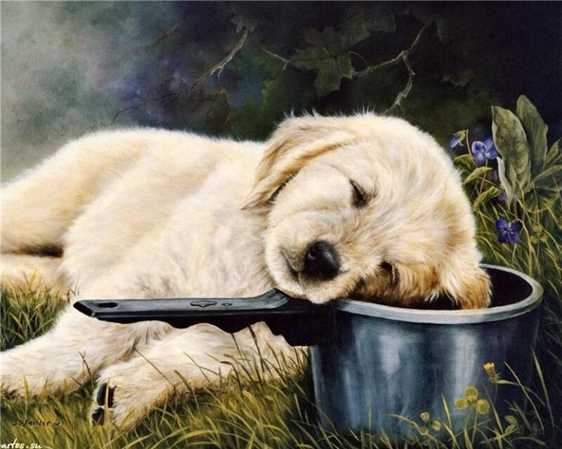 Golden Retriever Puppy — White, Peaceful