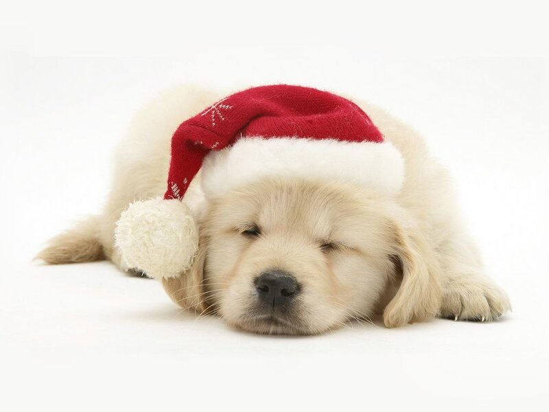 Golden Retriever Puppy — White, Peaceful, Winter