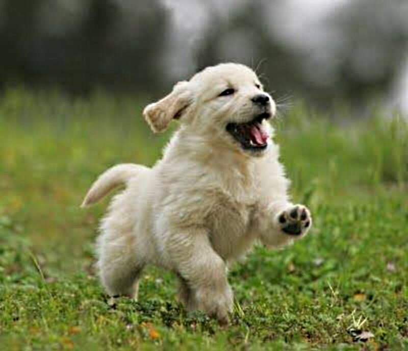 Golden Retriever Puppy — White, Playful, Afternoon, Photograph, Grass