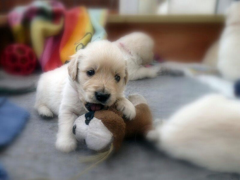 Golden Retriever Puppy — White, Playful, Photograph