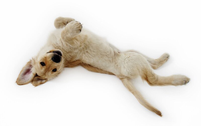 Golden Retriever Puppy — White, Playful, Photograph, White Background