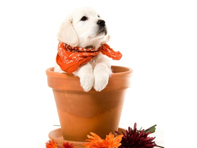 Golden Retriever Puppy — White, Playful