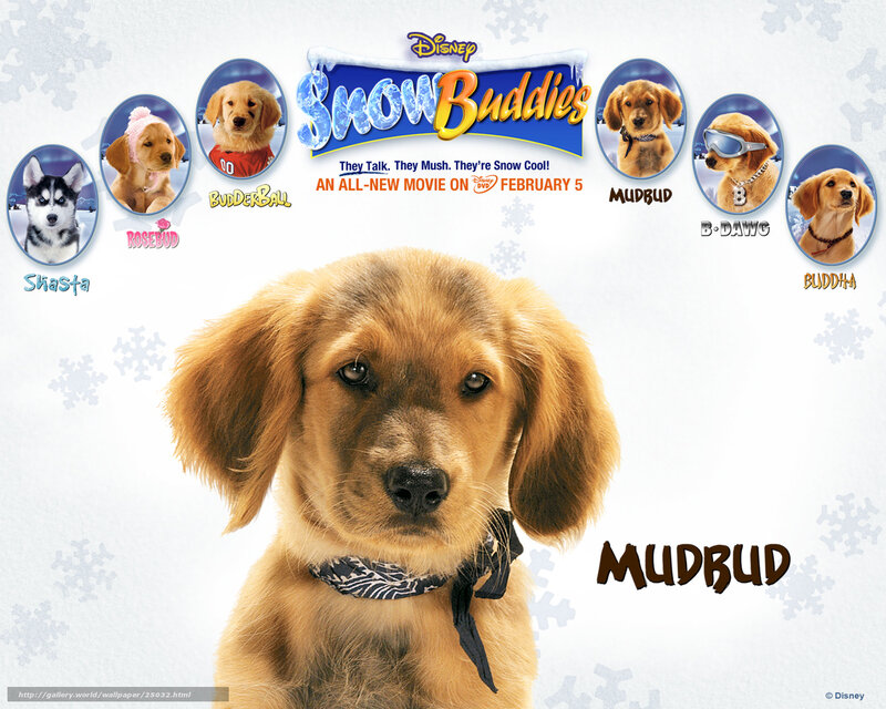Golden Retriever Puppy — White, Playful, Winter, Photograph