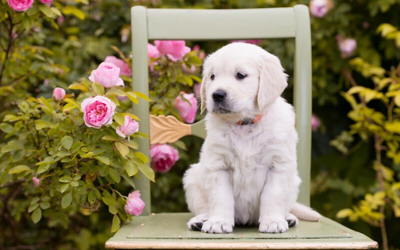 Golden Retriever Puppy — White, Serene, Spring