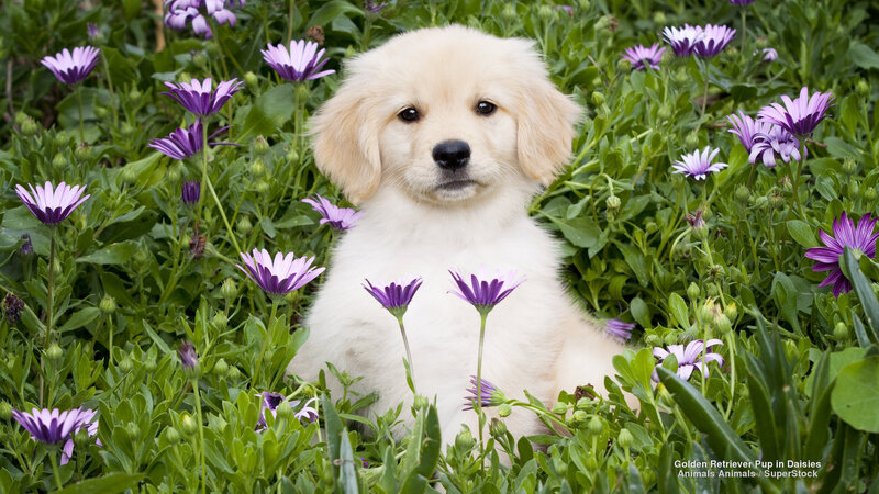 Golden Retriever Puppy — White, Serene