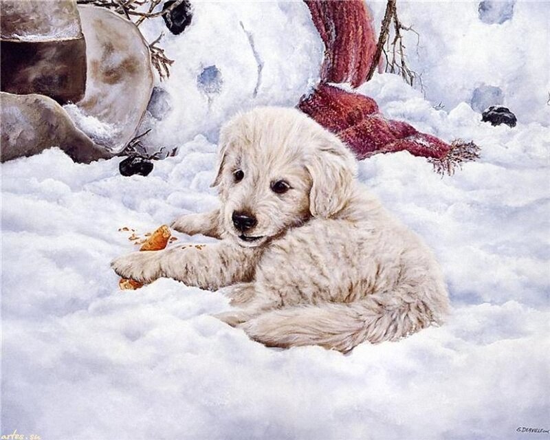 Golden Retriever Puppy — White