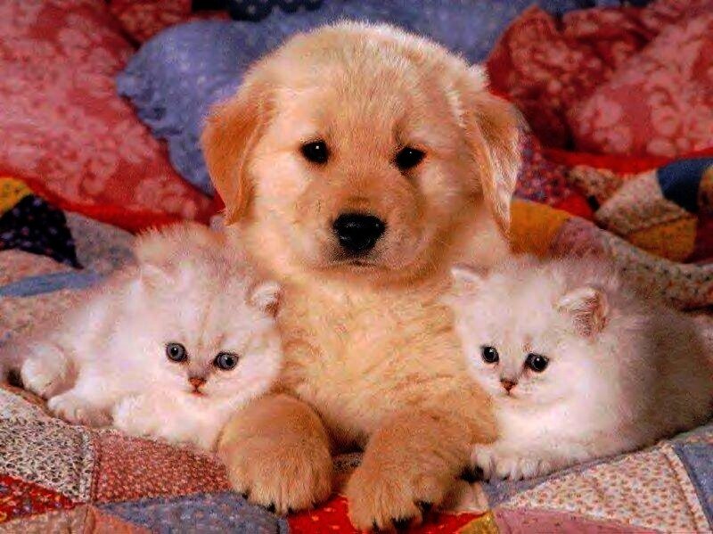 Golden Retriever Puppy with Kittens