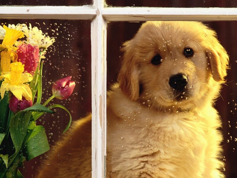 Golden Retriever Puppy — Yellow, Calm, Photograph