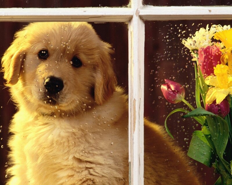 Golden Retriever Puppy — Yellow, Calm, Spring, Photograph, Flowers, Window, Raindrops