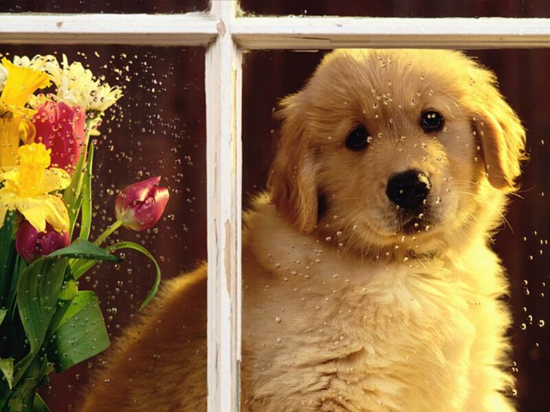 Golden Retriever Puppy — Yellow, Calm, Spring