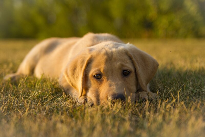Golden Retriever Puppy — Yellow, Calm, Sunset