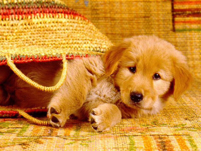 Golden Retriever Puppy — Yellow, Calm