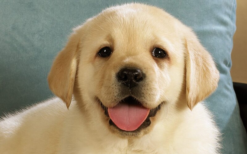 Golden Retriever Puppy — Yellow, Happy, Photograph