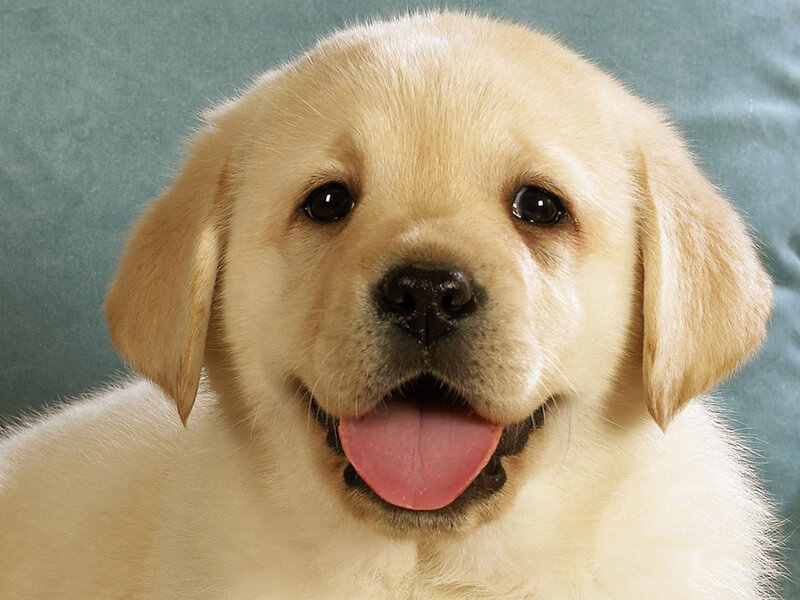 Golden Retriever Puppy — Yellow, Happy