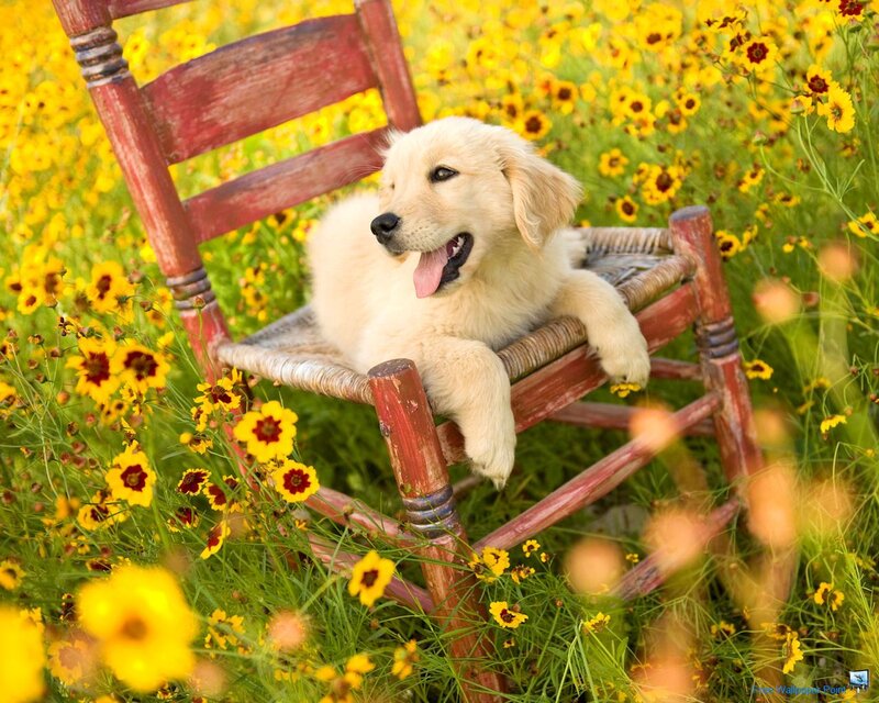 Golden Retriever Puppy — Yellow, Peaceful, Afternoon, Photograph