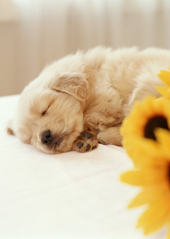 Golden Retriever Puppy — Yellow, Peaceful, Morning, Photograph, Sunflower