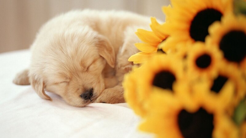 Golden Retriever Puppy — Yellow, Peaceful, Morning