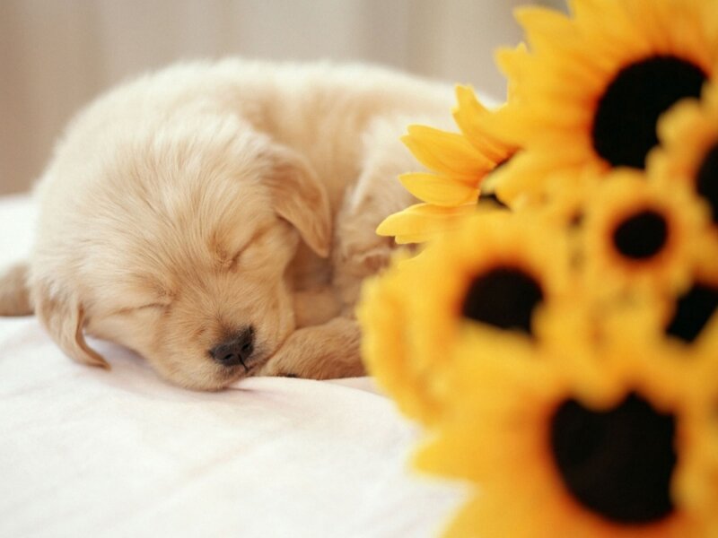 Golden Retriever Puppy — Yellow, Peaceful, Photograph