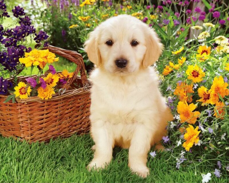 Golden Retriever Puppy — Yellow, Serene, Spring, Photograph