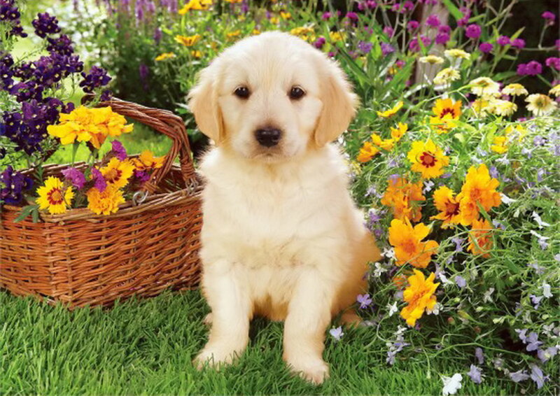 Golden Retriever Puppy — Yellow, Serene, Spring