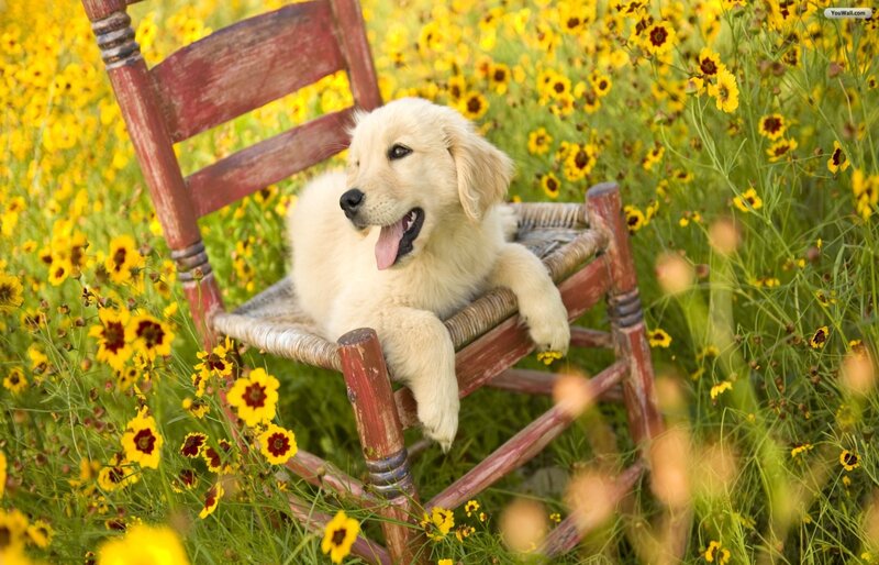 Golden Retriever Puppy — Yellow, Serene