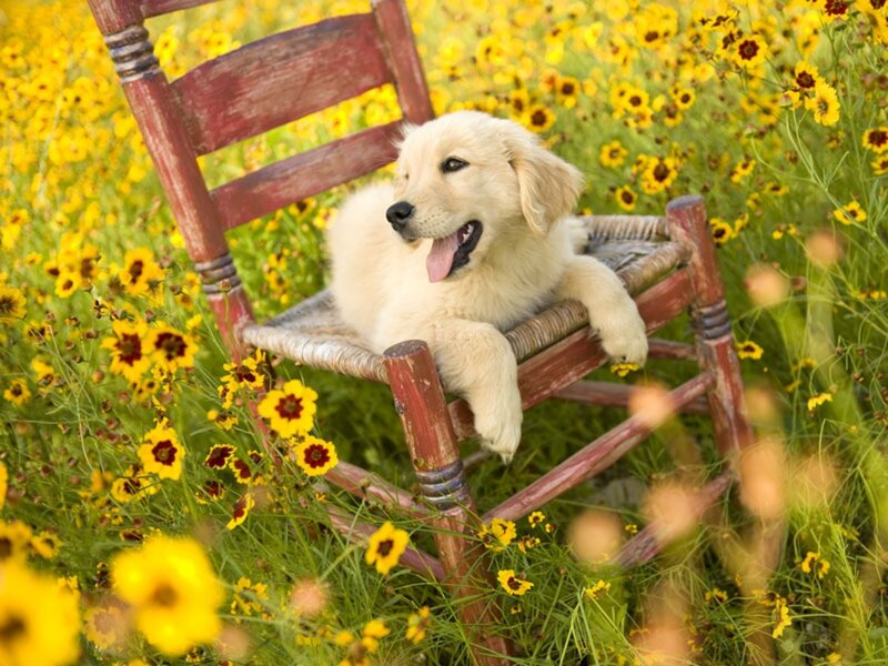 Golden Retriever Puppy — Yellow