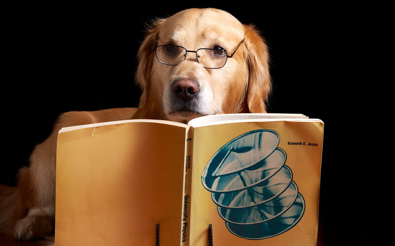 Golden Retriever Reading Book