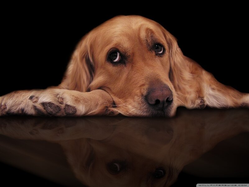 Golden Retriever Reflection