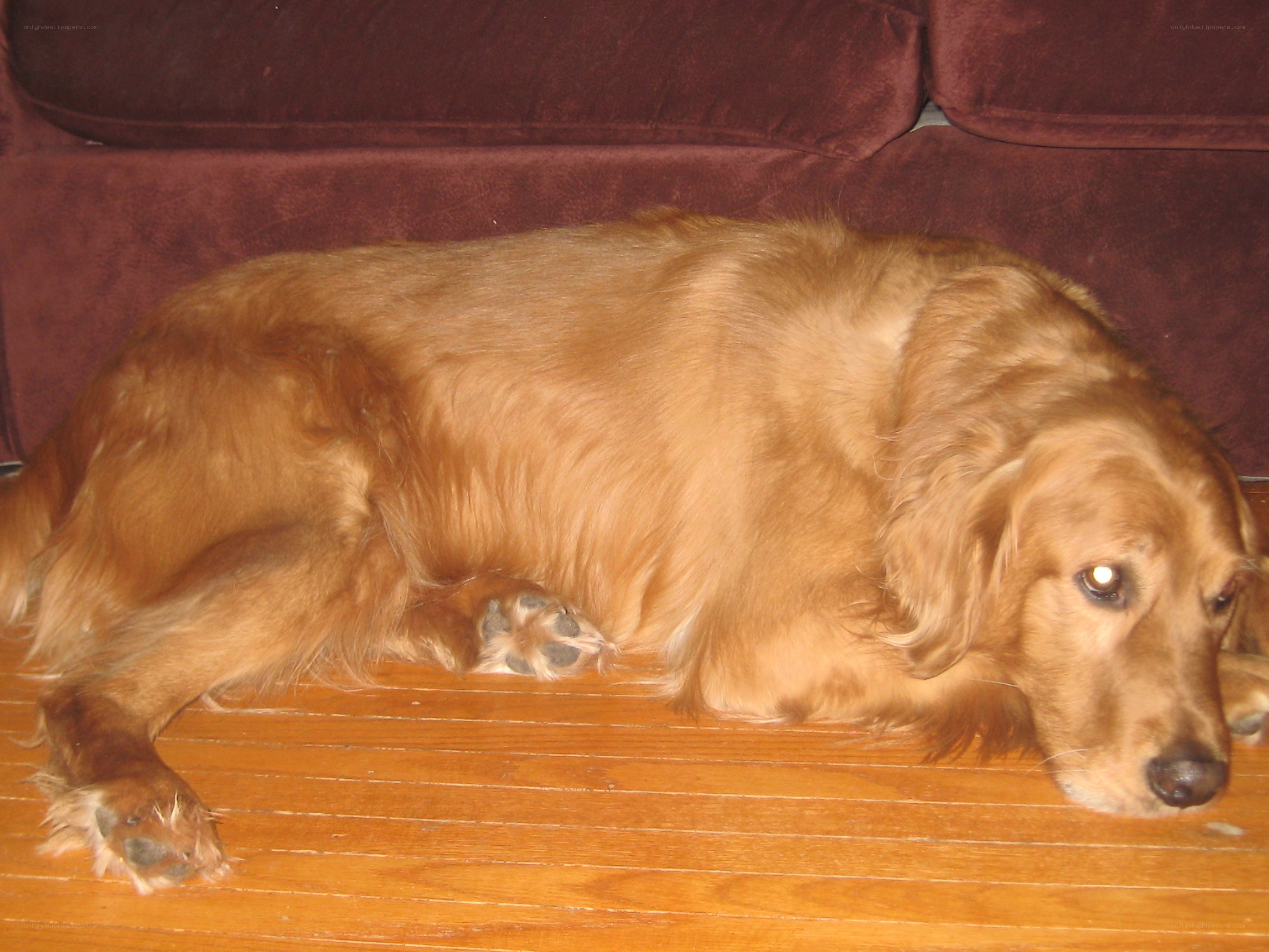 Golden retriever resting on floor