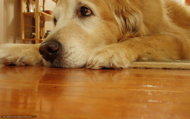 golden retriever resting on floor