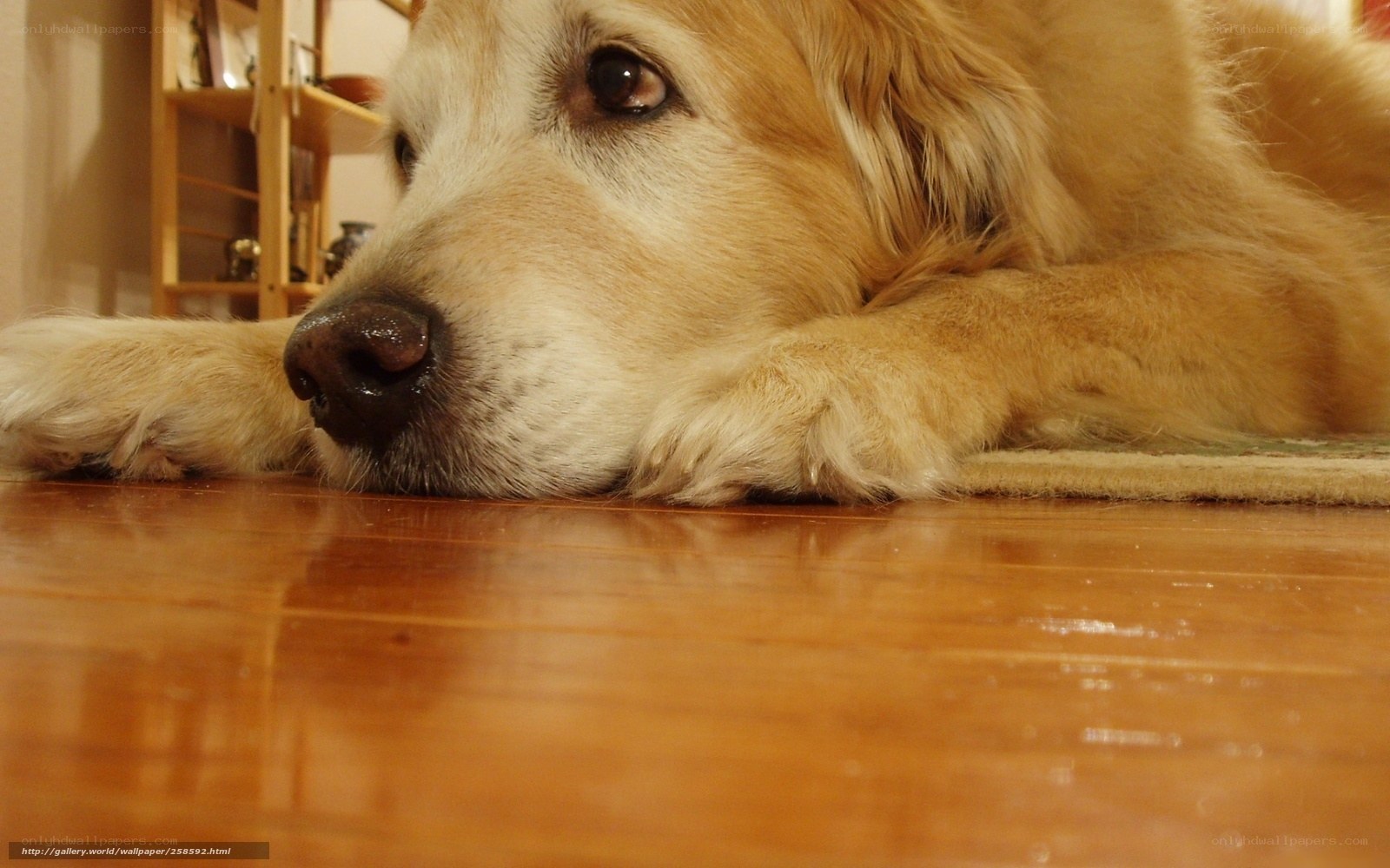 golden retriever resting on floor