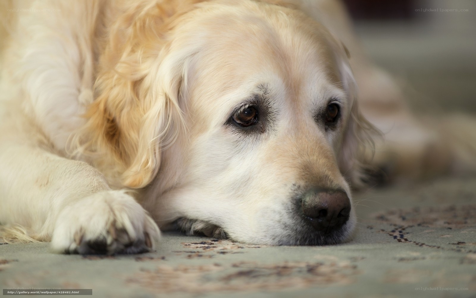 Golden Retriever resting