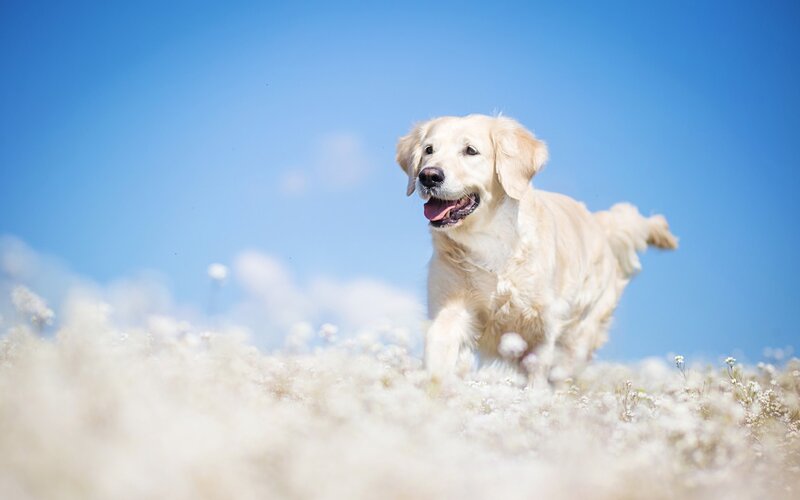 Golden Retriever Running — Blue