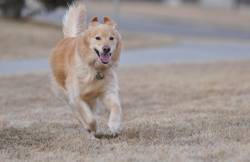 Golden Retriever Running — Brown, Active, Autumn