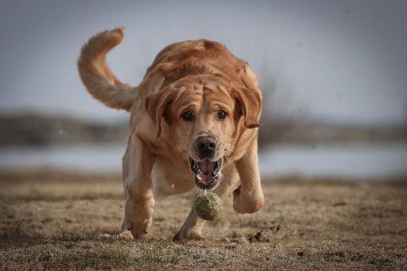 Golden Retriever Running — Brown, Active
