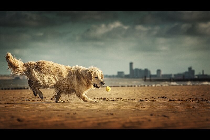Golden Retriever Running — Brown, Dramatic