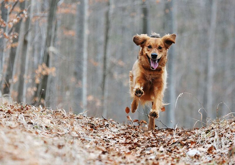 Golden Retriever Running — Brown
