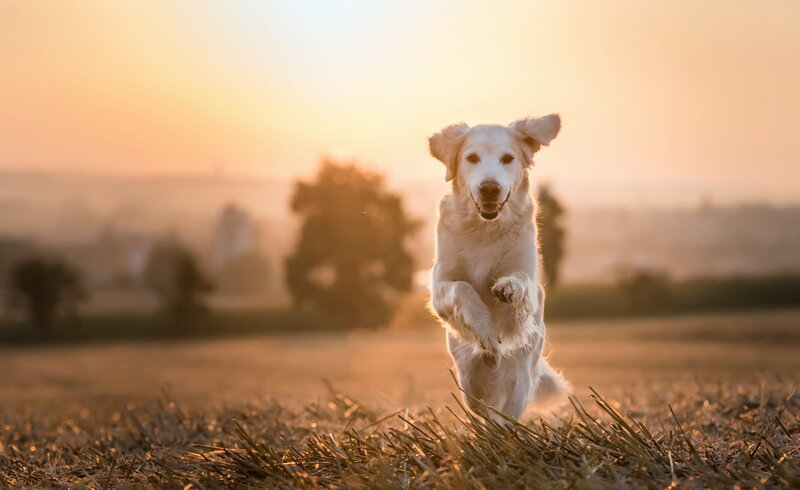 Golden Retriever Running — Gold