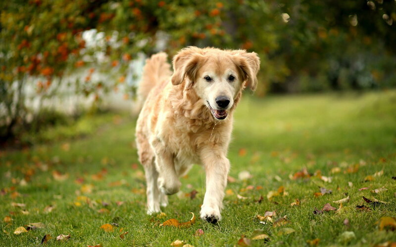 Golden Retriever Running — Green