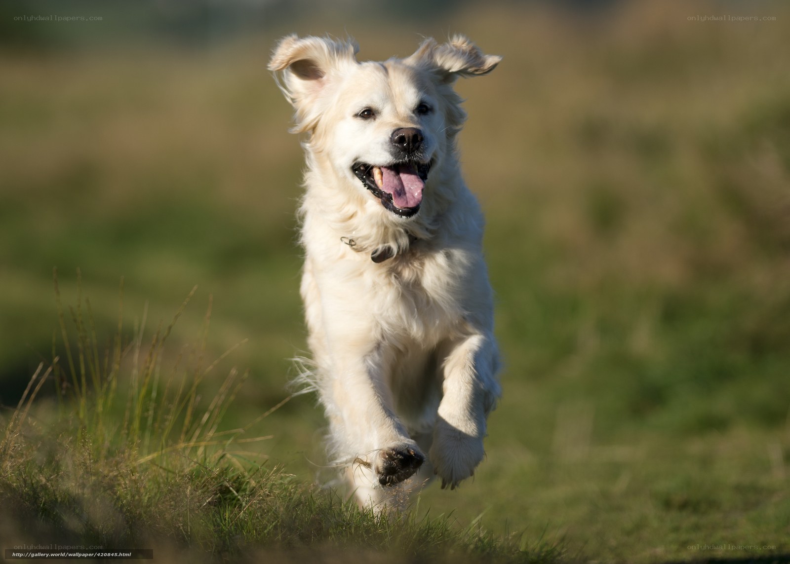 Golden Retriever Running in Field