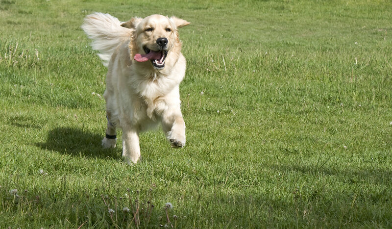 Golden retriever running in grass