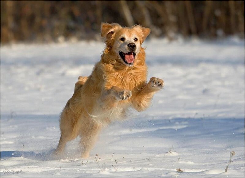 Golden Retriever Running