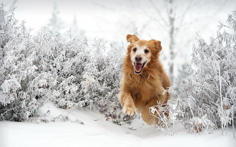 Golden Retriever Running — White, Active