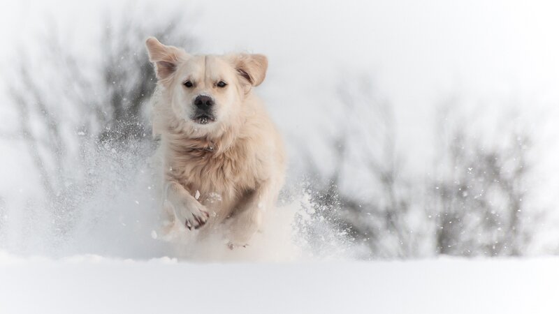 Golden Retriever Running — White, Active, Winter, Photograph