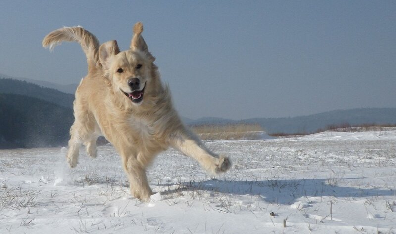 Golden Retriever Running — White, Active, Winter