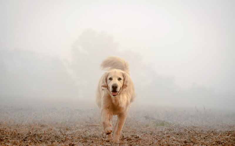 Golden Retriever Running — White, Misty
