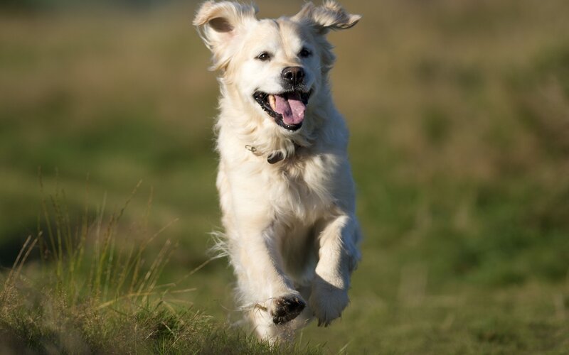 Golden Retriever Running — White